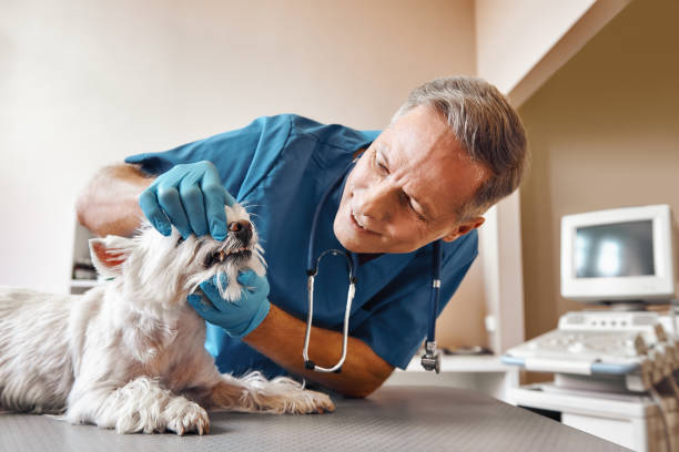 Best Emergency Care for Gum Disease in Volo, IL